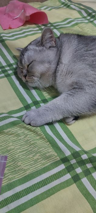 Брутальеый британски1 кот Бакс