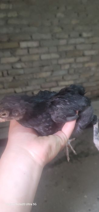 Jujala 1oyli 30min somdan
