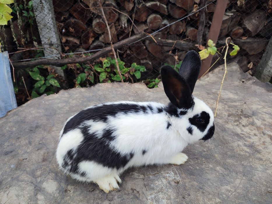 Iepuri (tineret și maturi)