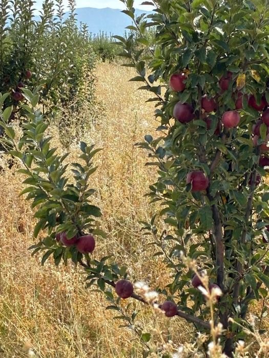 Продажа яблок оптом с сада