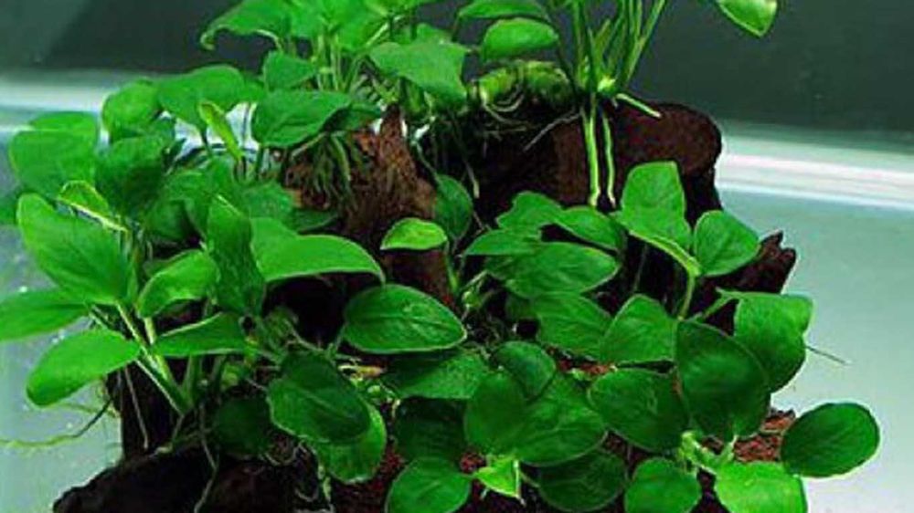 Продаю аквариумные Анубиса