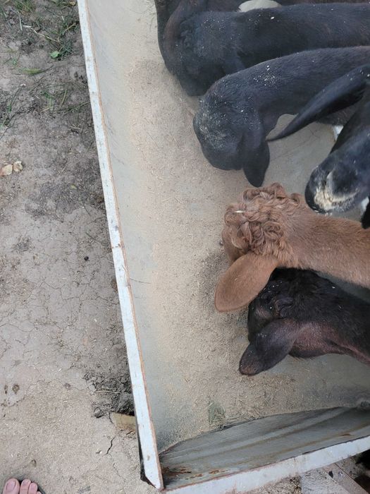 Зерно. Отход   пшеница. Чорва. Мол. Куйга