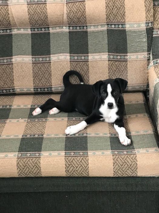 Щенок мальчик в добрые руки!