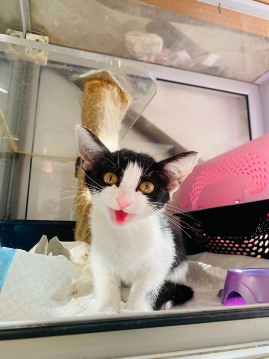 Котенце, момиче, 2 месеца