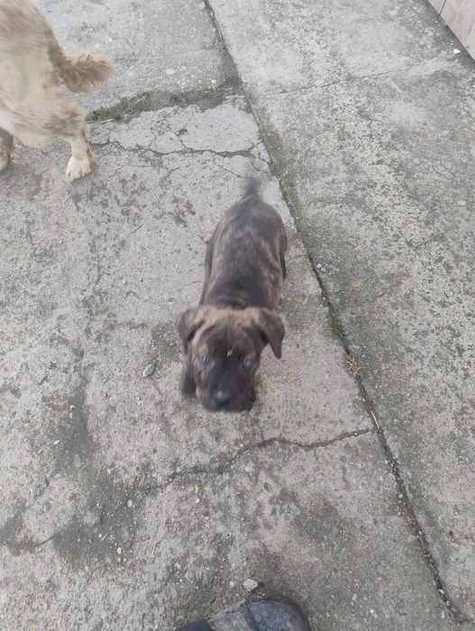 Cățelușa Cane Corso