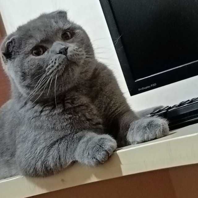 вязка скоттищ фолд молодой опытный