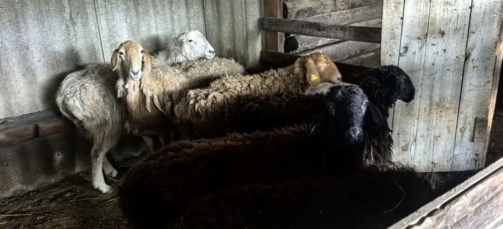 Семіз тоқты қойлар