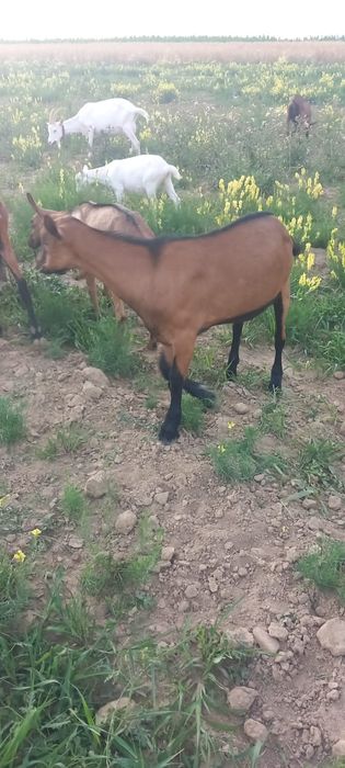 țap alpin francez ciut