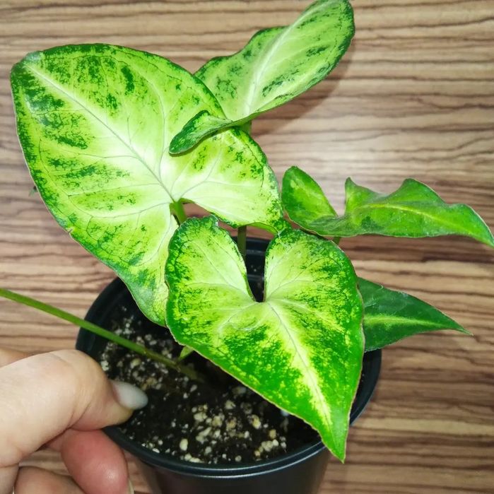 Продам цветы Сингониум