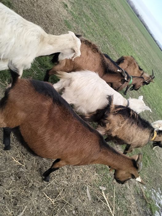 Vând capre originale