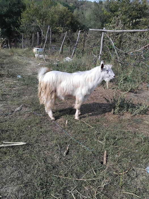 Țap de un an jumate