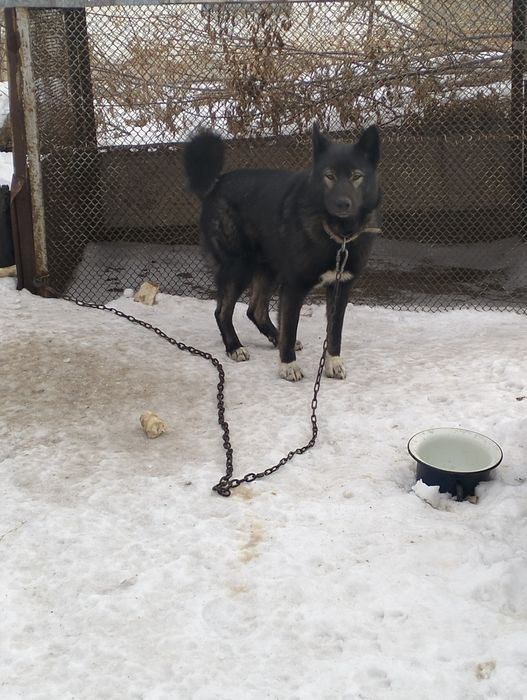 Щенок лайка ( девочка)-чистая