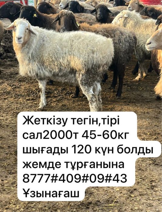 Продается овцы семіз қой және тоқтылар