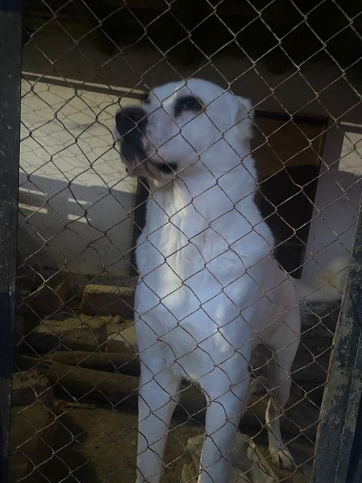 Пародия-Алабаи-жасы-2.5