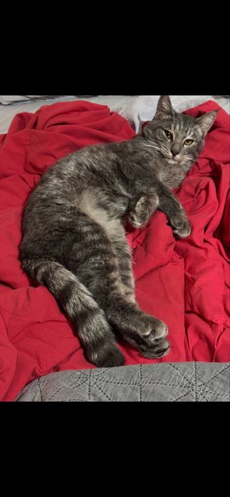 Отдаю кошек в хороше руки