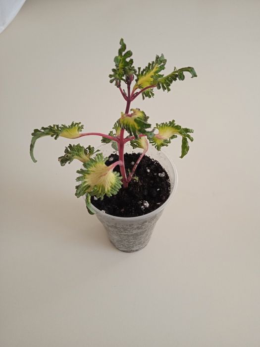 Продам отросток колеуса