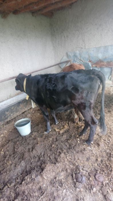 Мернос зотдор кучкор йош ва пародни бокилайотган гуножин сотилади.нарх