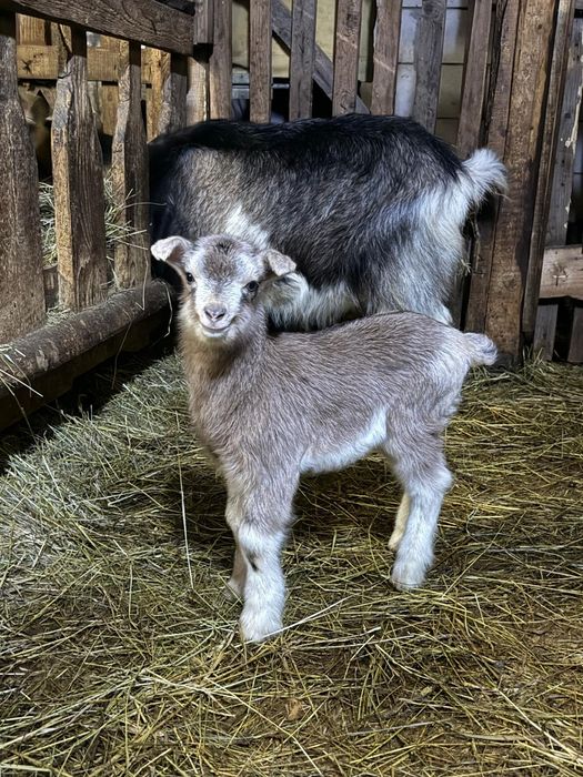 Capre cu iezi din 10.02
