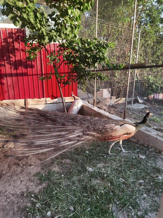 Vând pereche Păuni violeti și o pereche cren bronz de 3 ani