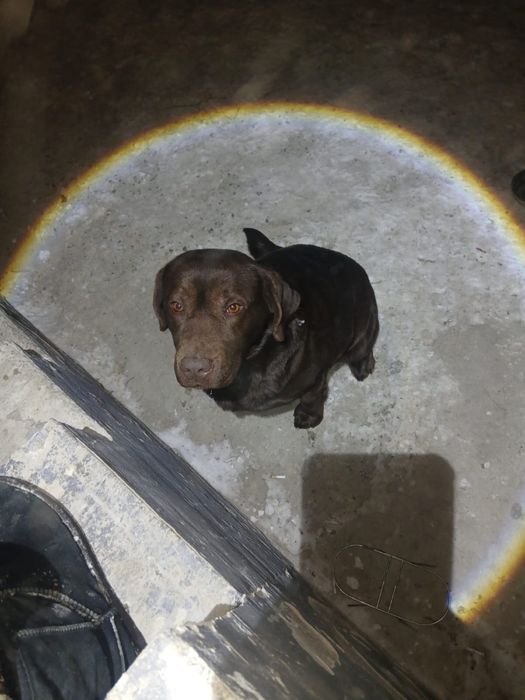 Продается Лабрадор девочка