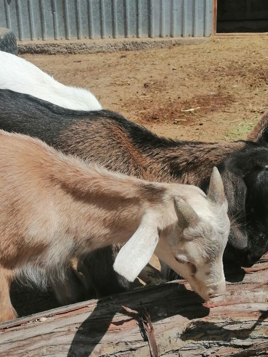 Еркек Лақтар сатылады