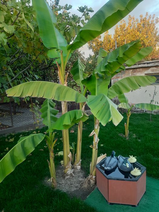 Bananieri Musa pui