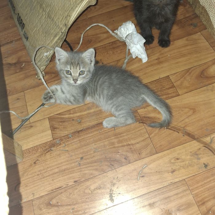 Отдам котят в добрые руки
