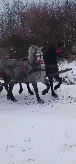 Mânza Mânza  de  șase luni
