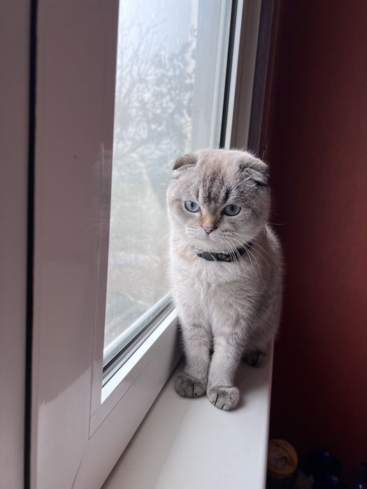 Кот приглашает в гости на  вечеринку