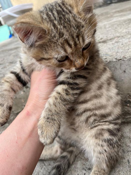 Отдам очаровательных котят