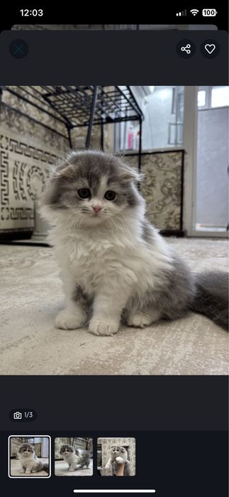 Вислоухая пушистая девочка скотиш фолд