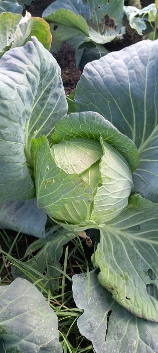 Vând varză bevery hills 1.50 lei negociabil