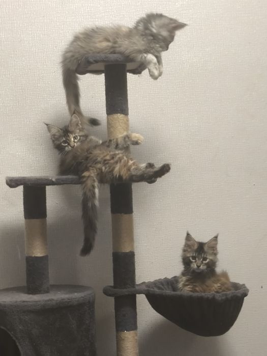 Мейнкун котятки.Милые девочки.