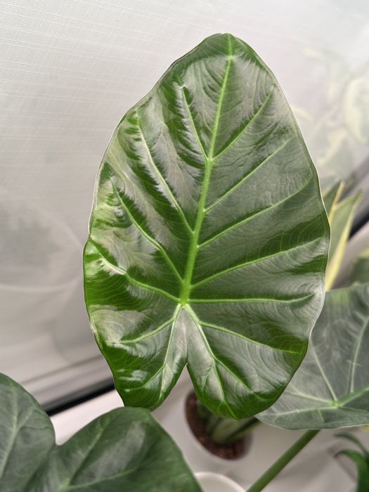 Алоказия регал шилдс