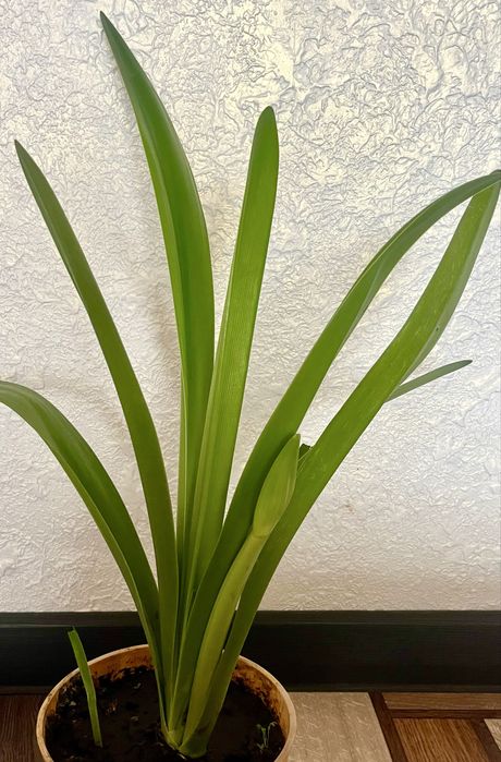 Продам цветы гиппеаструма