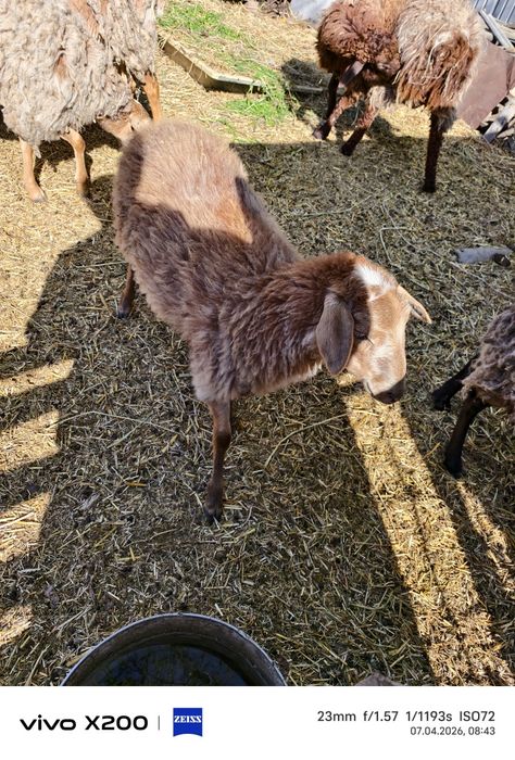 Бараны ,ярки, молодые