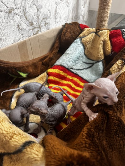 Продам донских сфинксов