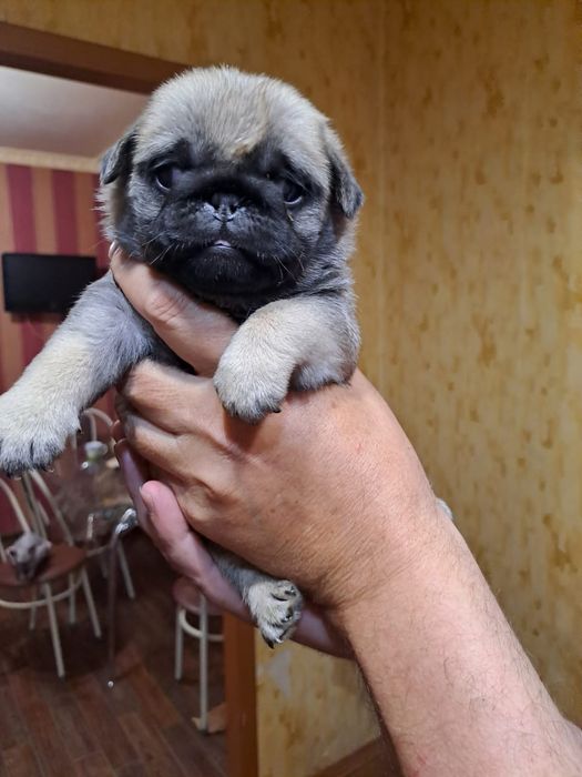 Продам щенков Мопса.