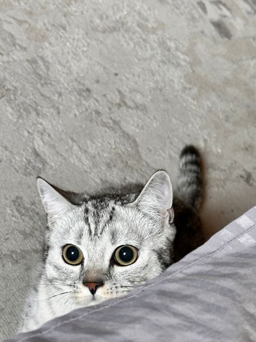 Кот отдам хорошие руки