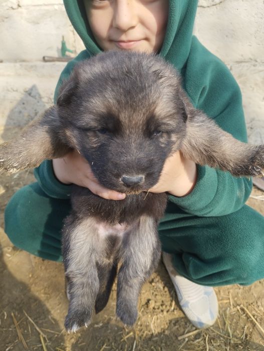 Afcharka bolalari sotiladi