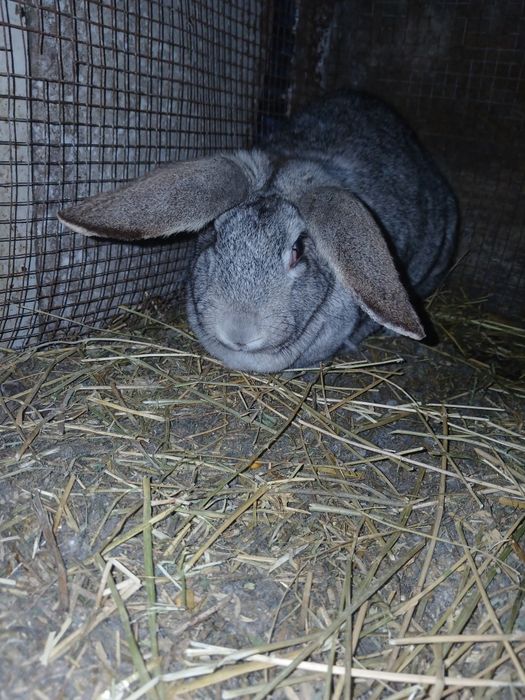 Vând iepuroaica gestantă