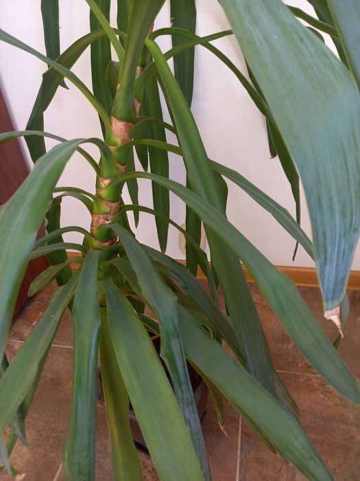 Драцена, стайно растение, 185 см