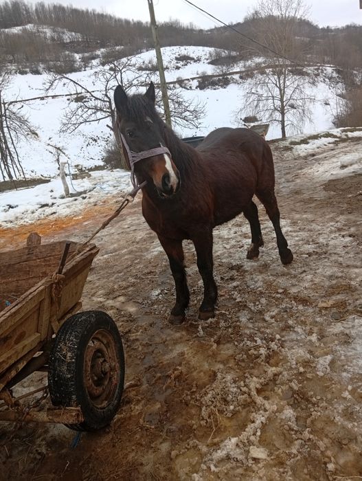 De vânzare mânz castrat