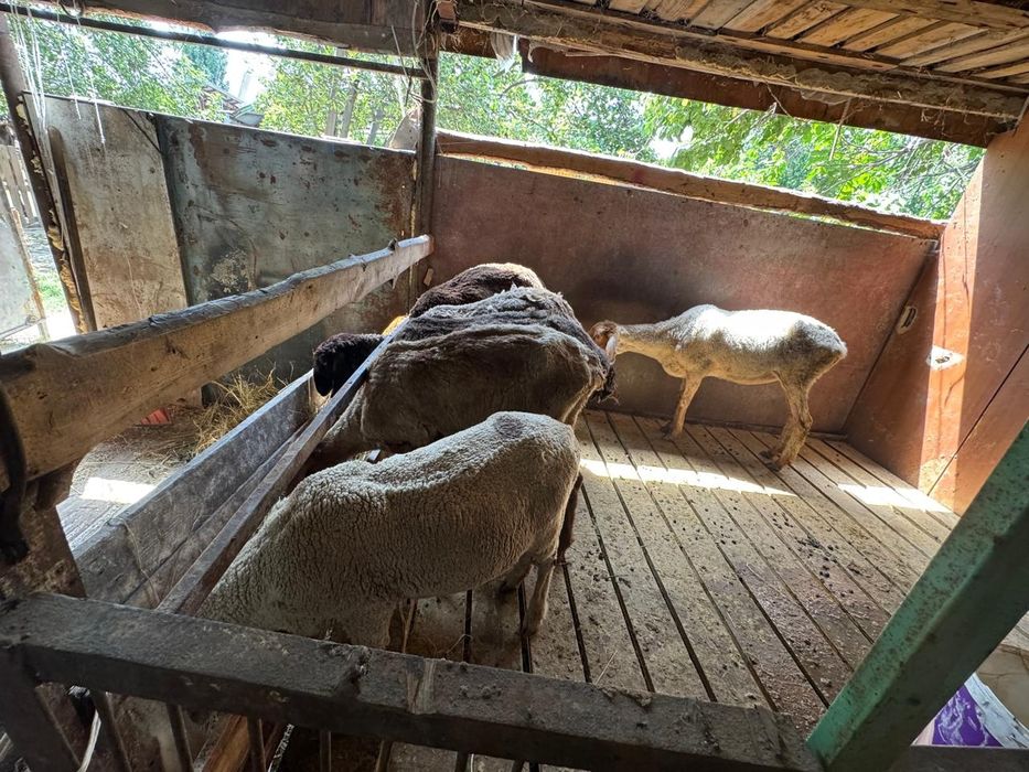 Срочно продам овец