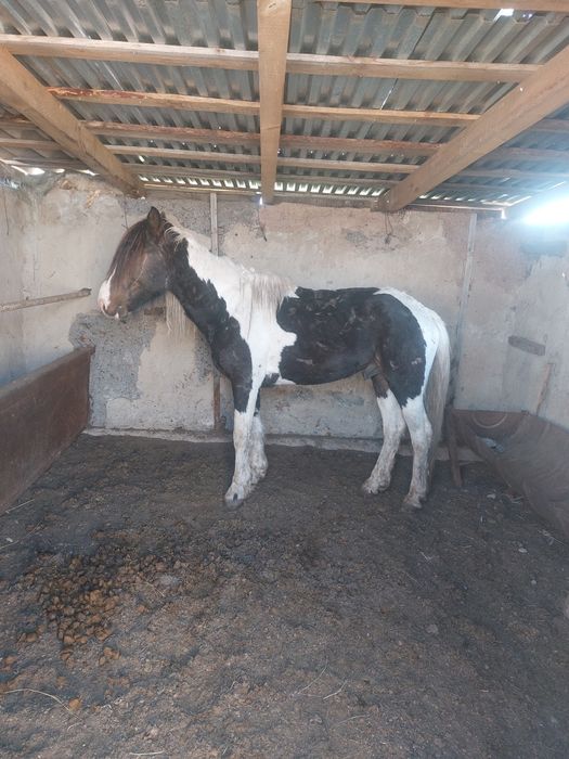 Қазақи айғыр. Бес жасар