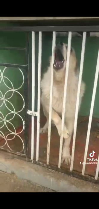 Алабай кавказский