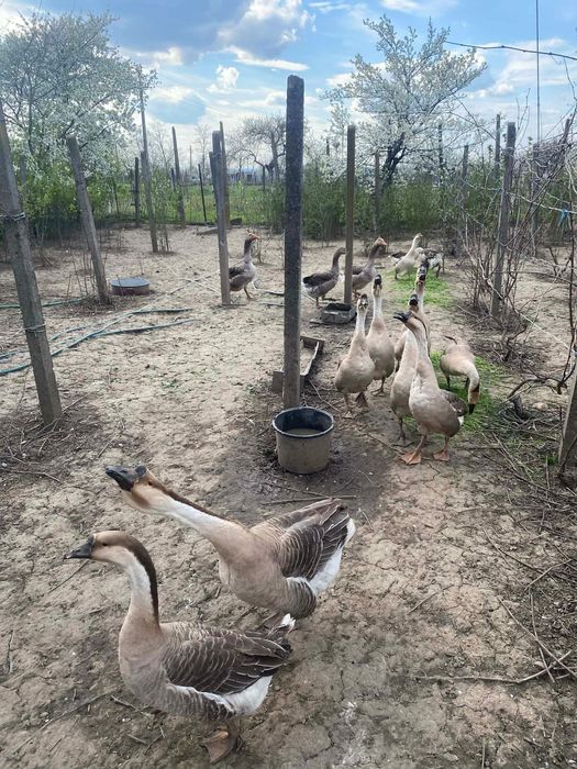 Gaste lesesti - romanesti