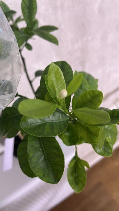 Лимон и Мандарин, мята