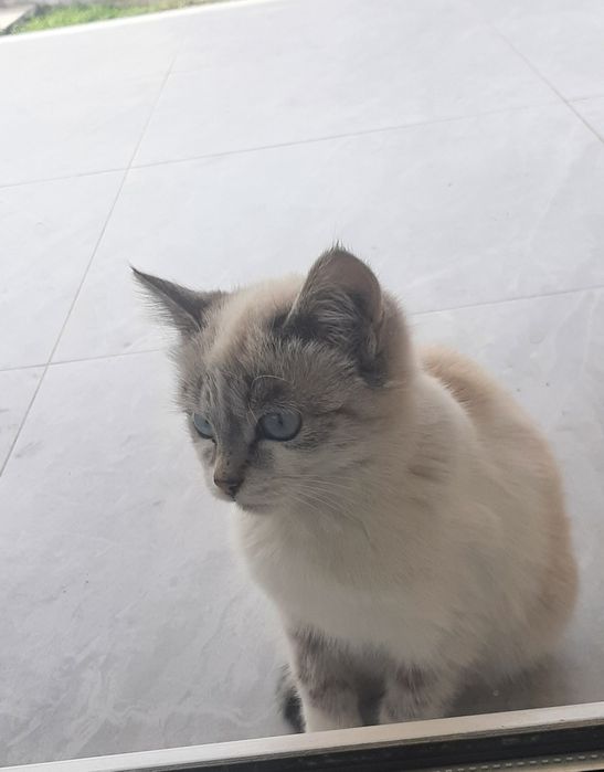 Котенок  в добрые руки