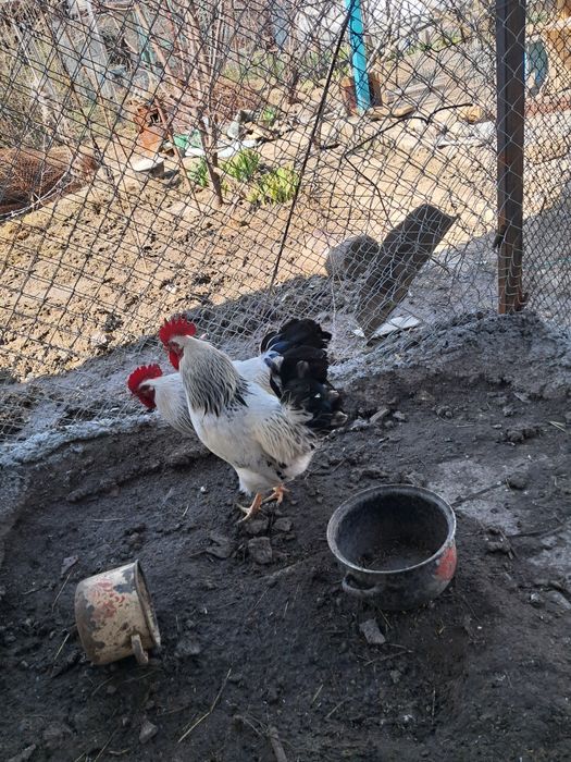 Петух Адлер продается